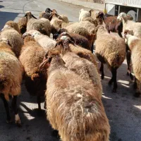 جوان ومالچه ۳۴راس میش یا گوسفند آبستن داشتی|حیوانات مزرعه|سنندج, |دیوار