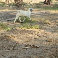 بز و چپشت فروشی