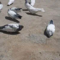 کبوتر نوک قنار