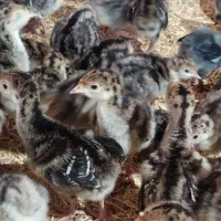 جوجه بوقلمون 10روزه