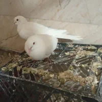 کبوتر خانگی|پرنده|خاش, |دیوار