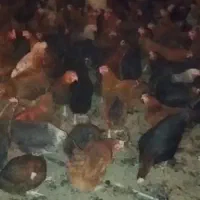 ۹۰۰ عدد مرغ تخمگذار وزن ۲ کیلو