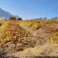 فروش یک قطعه باغ انگور
