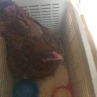 مرغ و جوجه بوقلمون|حیوانات مزرعه|کرمان, |دیوار