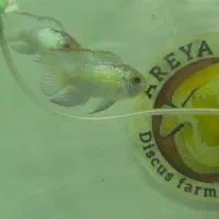 فروش ماهی بلو آکارا و پرت پلار|ماهی|مشهد, انقلاب|دیوار