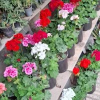 دنیای گل وگلدان ورنگها
