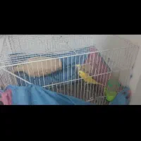 مرغ عشق|پرنده|کاشمر, |دیوار