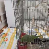 راهب و طوطی ملنگو...