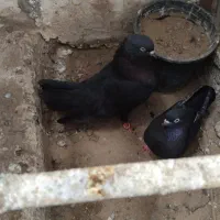 سیاه