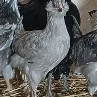 مرغ و خروس گلین چهل تاج لری