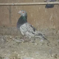 پلاکی تهرانی مسافتی آلمانی