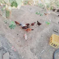 جوجه مرغ