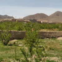 فروش زرشک