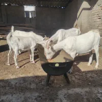 بز سانن درجه یک|حیوانات مزرعه|سیمین شهر, |دیوار