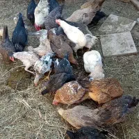 فروش مرغ خروس جوجه