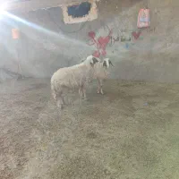 دورس قوچ سنجابی اصیل|حیوانات مزرعه|بروجرد, |دیوار