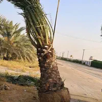 نیشکر نخل خرما انبه برحی درخت نهال قهوه|گل و گیاه طبیعی|کارون, |دیوار