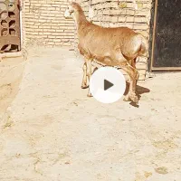 بره نر کر زرد|حیوانات مزرعه|تربت جام, جامرود|دیوار