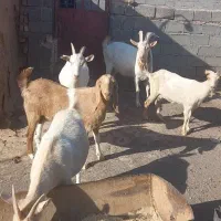 تکه سانن اصل