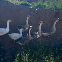 غاز خوب|حیوانات مزرعه|کشاورز, |دیوار