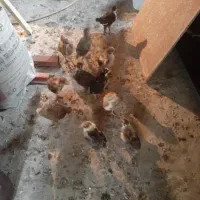 جوجه ۲۵روزه ۷۰تومان