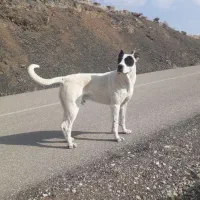 سگ سرابی