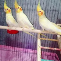 جوجه عروس هلندی (زعفرانی)