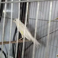 قناری سفید|پرنده|قم, زند آباد|دیوار