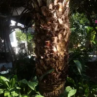 فروش نحل فنیکس