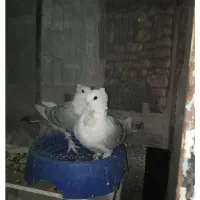 یاورهمیشه مومن|پرنده|ایذه, |دیوار