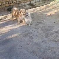 اشپیتز شیتزو