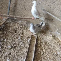 کبوتر|پرنده|الوند, |دیوار