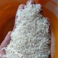 برنج طارم هاشمی عالی کشت امسال
