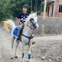 اسب عرب ایرانی