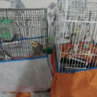 عروس هلندی|پرنده|اشتهارد, |دیوار