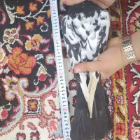 کبوتر|پرنده|چمران, |دیوار