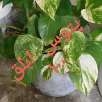 گل های طبیعی زینتی