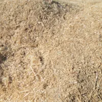 کاه  گندم دیم درجه یک