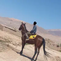 اسب دوخون پدر ترکمن مادر تروبرد