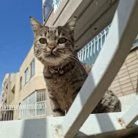 گربه پیدا شده