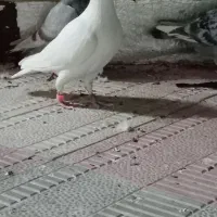 سبز مسافتی|پرنده|خواف, |دیوار