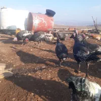 بوقلمون محلی|حیوانات مزرعه|شیراز, بعثت|دیوار