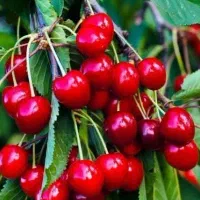 نهال گیلاس رژینا بصورت پیشفروش
