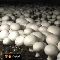 قارچ تازه ودرجه یک