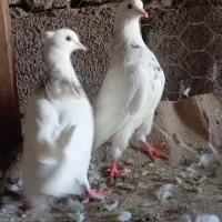 طوقی.‌ زاغ|پرنده|مسجد سلیمان, |دیوار