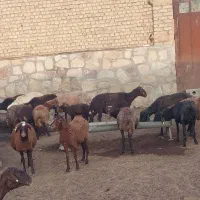 10راس میش داشتی