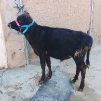 گاو|حیوانات مزرعه|کلیائی, |دیوار