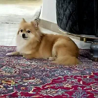 پامرین ماده|سگ|کرج, شهرک جهاننما|دیوار