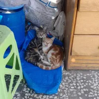 واگذاری رایگان گربه ماده زرد و سفید|گربه|قائم‌شهر, |دیوار