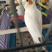 عروس هلندی لوتینو|پرنده|تهران, خزانه|دیوار